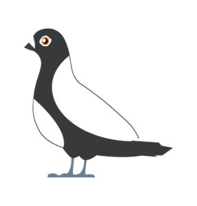 pigeon birds cartoon