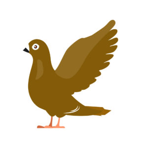 pigeon vector