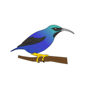 purple honeycreeper vector