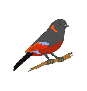 scarlet tanager bird