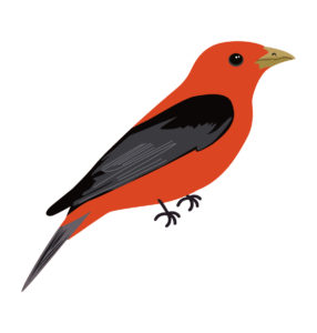 scarlet tanager vector