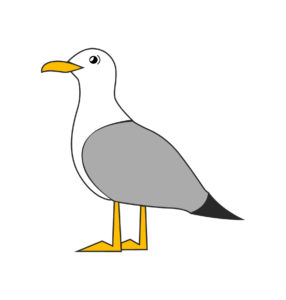 seagull bird