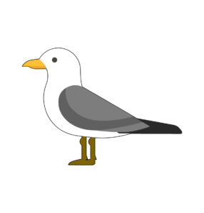 seagull bird vector