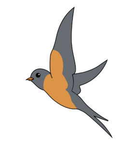 swallow bird